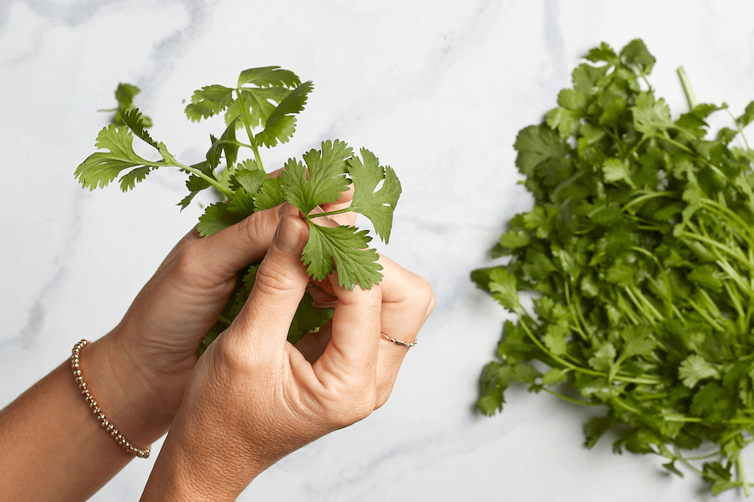 11 Facts You Didn’t Know About Cilantro - Little West