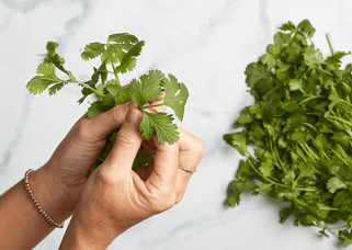 11 Facts You Didn’t Know About Cilantro - Little West